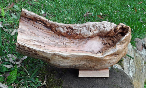 Large Eucalyptus bowel