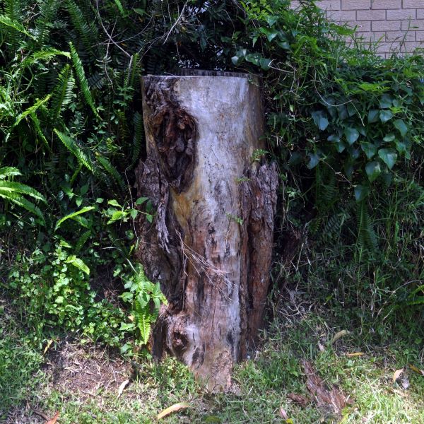Ant affected tree stump