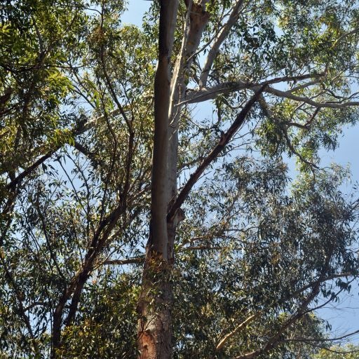 Eucalyptus branch ready to fall