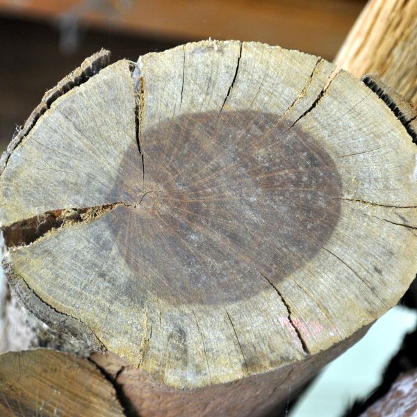 Old Forest Oak wood splitting as it dries