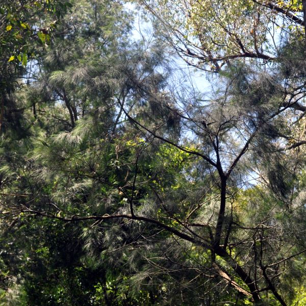 Forest Oak canopy