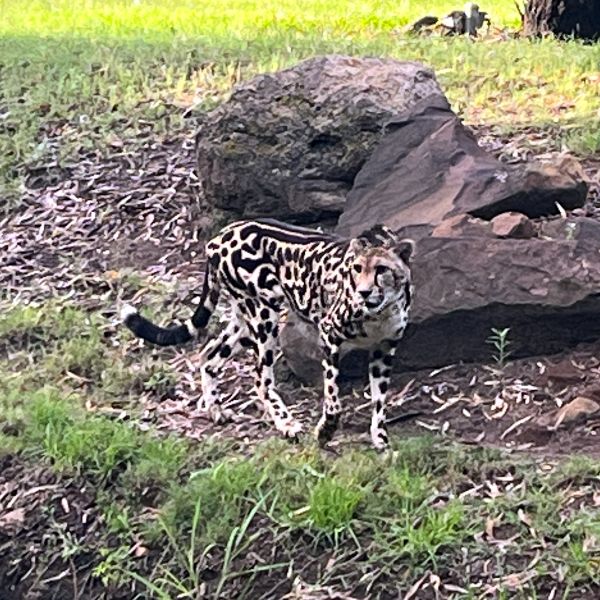 Cheetah looking for food 